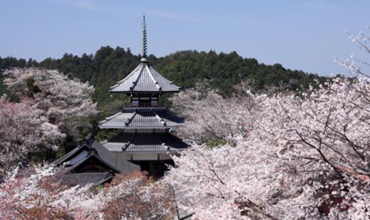 吉野の桜　中千本